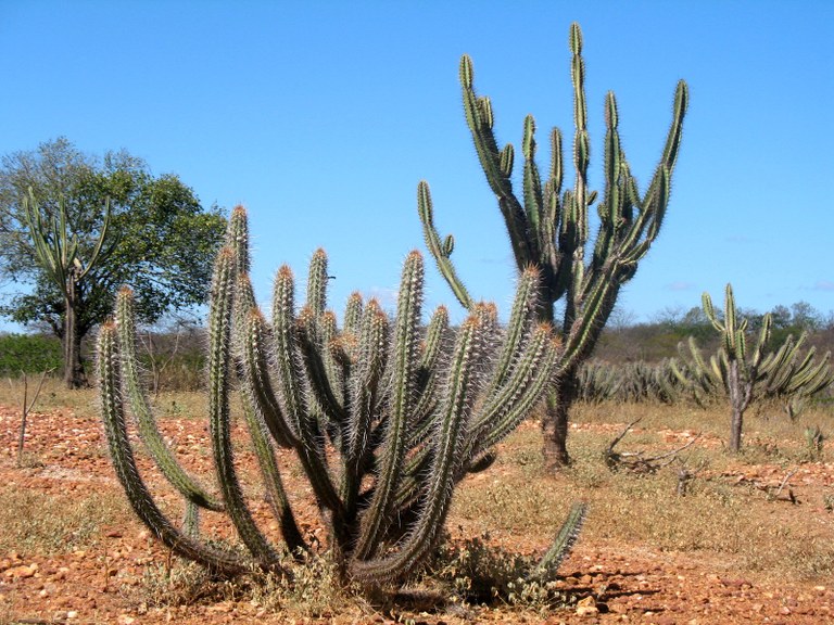 Caatinga é um dos biomas menos conhecidos do país
