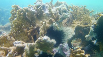 Força-tarefa de pesquisadores monitora óleo na costa alagoana