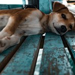 Pesquisa aponta ineficácia em controle da população de cães e gatos