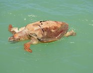 Tartaruga morta avistada durante a navegação de monitoramento (foto: Cláudio Sampaio)