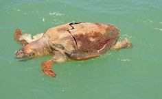 Tartaruga morta avistada durante a navegação de monitoramento (foto: Cláudio Sampaio)