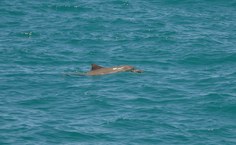 Animais marinhos ameaçados (foto: Cláudio Sampaio)