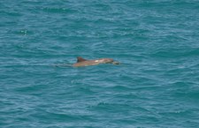 Animais marinhos ameaçados (foto: Cláudio Sampaio)