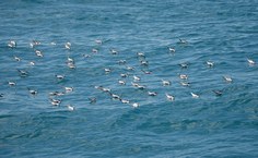 Fauna marinha deve ser protegida (foto: Cláudio Sampaio)