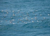 Fauna marinha deve ser protegida (foto: Cláudio Sampaio)