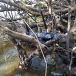 Pesquisadores da Ufal alertam para a calamidade pública na área ambiental