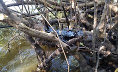 Situação é considerada muito grave e os efeitos serão prolongados