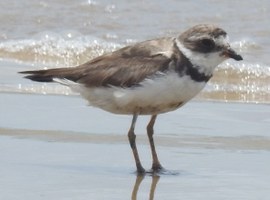Pesquisadores das universidades alertam sobre o impacto do óleo para as aves