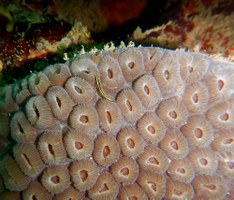 Pesquisadores fazem mergulho científico para avaliar impacto do óleo em Alagoas