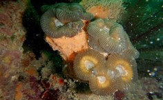 Mergulho foi realizado no último fim de semana