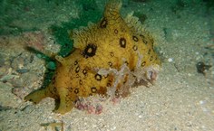 Mergulho foi realizado no último fim de semana