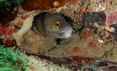 Moreia encontrada no mergulho