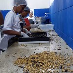 Ufal e Visão Mundial qualificam marisqueiras em unidade experimental de processamento