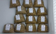 Parceria entre Ufal e ONG Visão Mundial deve proporcionar mais qualidade ao sururu de Alagoas