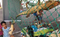 Exposição com animais presos em redes ajudou a visualizar o problema