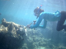 Expedição não registra mortalidade de corais relacionada ao óleo