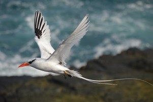 Ufal será representada em projeto nacional sobre aves marinhas do Brasil