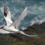 Ufal será representada em projeto nacional sobre aves marinhas do Brasil