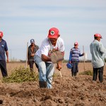 Trabalhadores rurais cultivam terreno da Ufal em lançamento do Cres