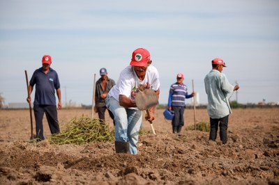 Trabalhadores rurais preparam a terra para receber as sementes na Ufal. Fotos: Renner Boldrino