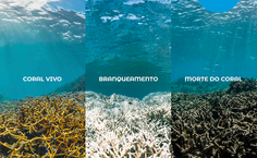 Campanha de estudante da Ufal mostra branqueamento dos corais