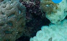 Campanha de estudante da Ufal mostra branqueamento dos corais