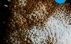 Campanha de estudante da Ufal mostra branqueamento dos corais