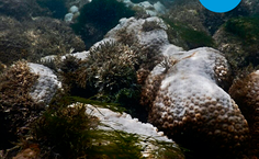 Campanha de estudante da Ufal mostra branqueamento dos corais