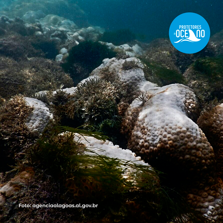 Campanha de estudante da Ufal mostra branqueamento dos corais