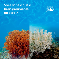 Estudante desenvolve campanha para proteção dos recifes de corais