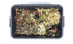 Pesquisas na Ufal sobre algas são realizadas no Labfic. Fotos: Renner Boldrino