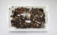 Pesquisas na Ufal sobre algas são realizadas no Labfic. Fotos: Renner Boldrino