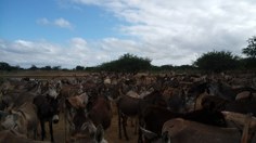 Jumentos abandonados no estado da Bahia