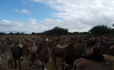 Jumentos abandonados no estado da Bahia