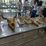 Peças anatômicas de animais serão expostas na Semana do Meio Ambiente