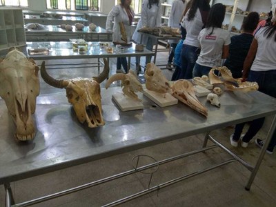 Peças são do Laboratório de Anatomia Animal, da Ufal em Viçosa