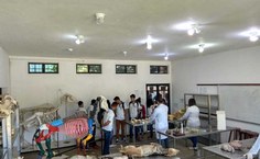 Peças ficarão expostas no Ibama, em Maceió, no próximo sábado (8)