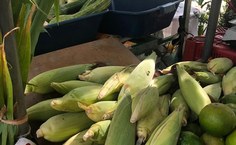 Edição junina da Feira Agroecológica da Ufal