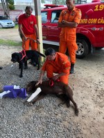 Resgate de animais é foco de curso da Ufal para profissionais de salvamento