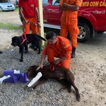 Resgate de animais é foco de curso da Ufal para profissionais de salvamento