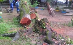 Árvore foi condenada por perícia técnica da Ufal