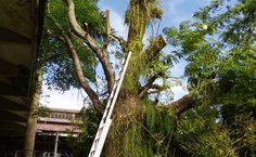 Árvore foi condenada por perícia técnica da Ufal