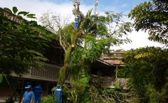 Árvore foi condenada por perícia técnica da Ufal