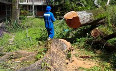 Árvore foi condenada por perícia técnica da Ufal