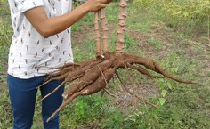 Durante a visita técnica, foi possível avaliar a produção