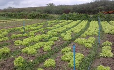 Durante a visita técnica, foi possível avaliar a produção