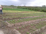 Edna Bezerra ressaltou a alegria de ver uma paisagem verde como essa no sertão do estado