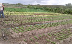 Edna Bezerra ressaltou a alegria de ver uma paisagem verde como essa no sertão do estado