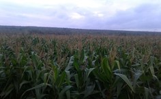 Durante a visita técnica, foi possível avaliar a produção