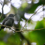 Ufal integra ações para salvar choquinha-de-alagoas da extinção